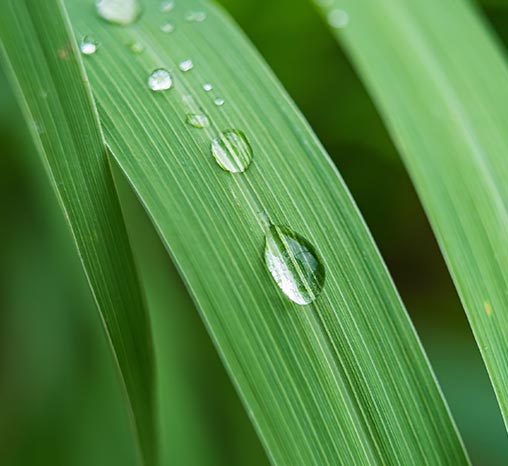 Vetiver