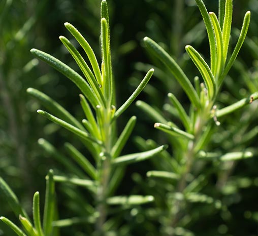 Rosemary