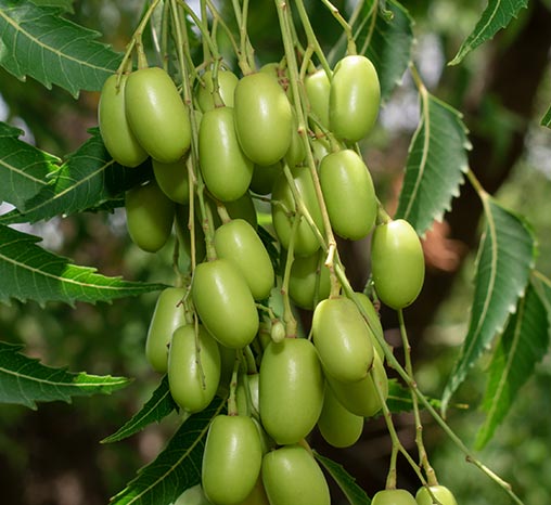 Azadirachta indica