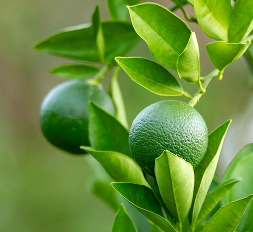 Citrus