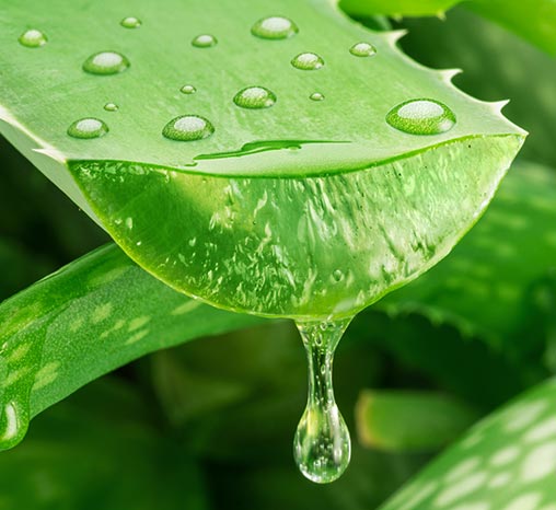 Aloe