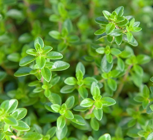 Thyme