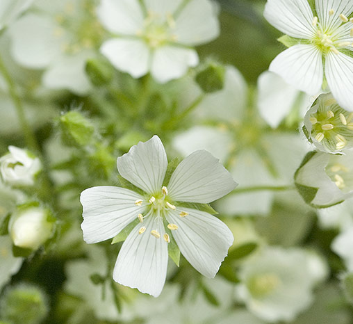 Meadowfoam Seed Oil