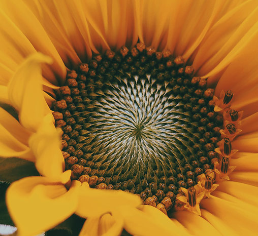 Sunflower Oil