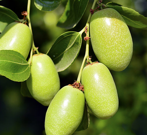 Jojoba Oil