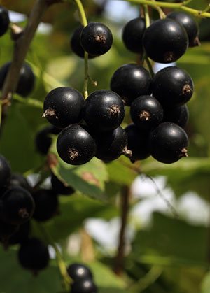 Black currant
