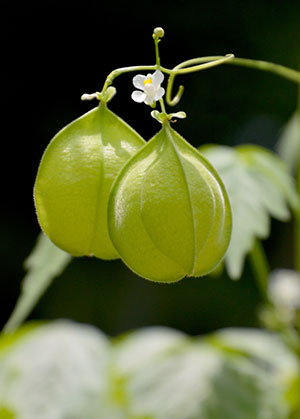 Balloon vine