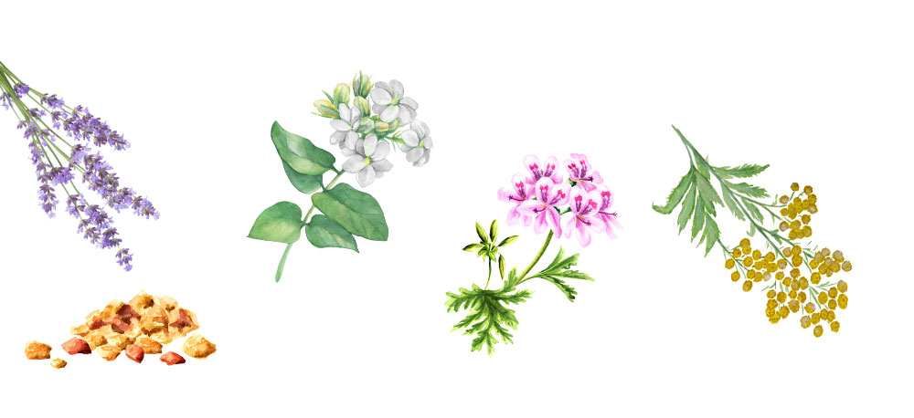 Aromatherapy botanicals
