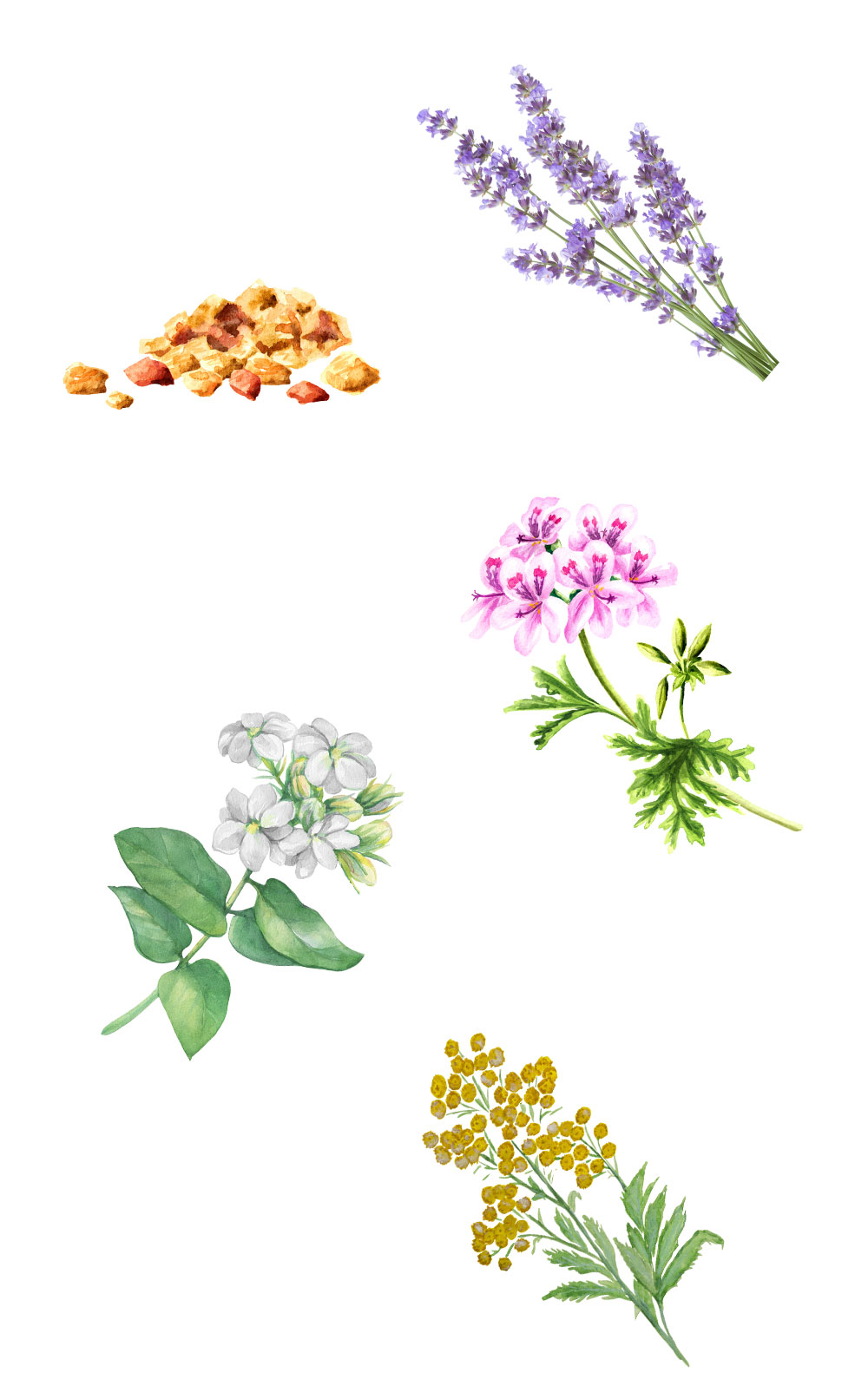 Aromatherapy botanicals